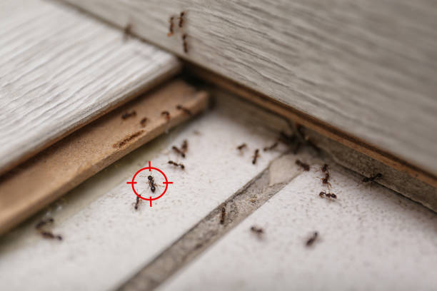 Pest Control for Restaurants in Bluff City, TN