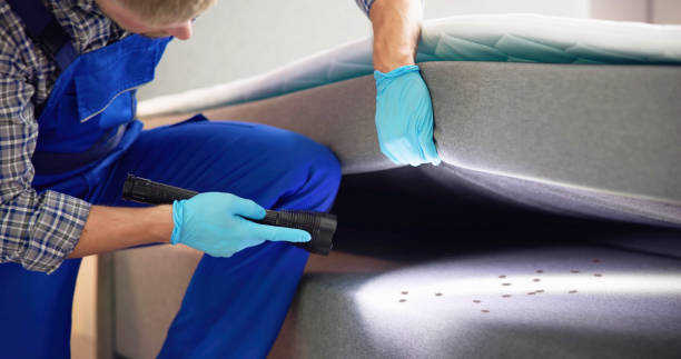 Wasp Removal Services in Bluff City, TN