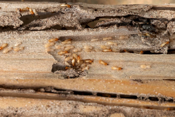 Best Wildlife Control Services  in Bluff City, TN