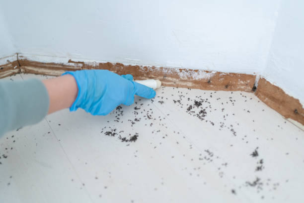 Best Mosquito Control Services  in Bluff City, TN